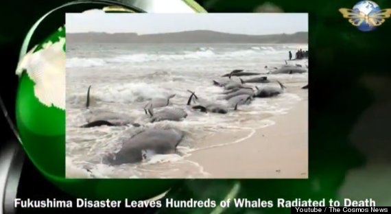 facebook fukushima whale hoax