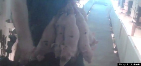 piglets