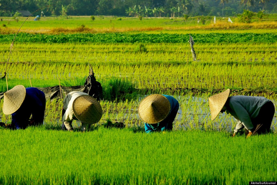 indonesia rice field
