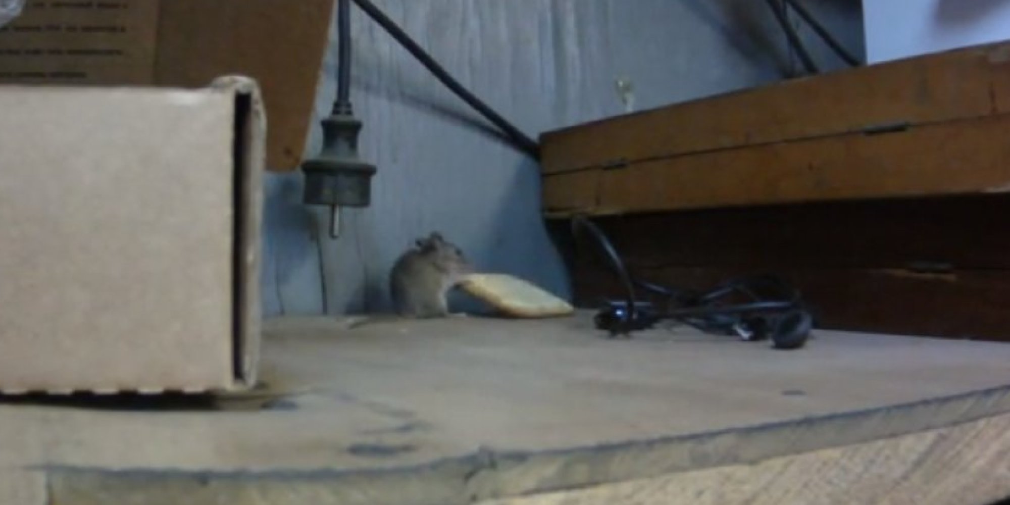 Determined Mouse Struggles With A Cracker (VIDEO) | HuffPost UK