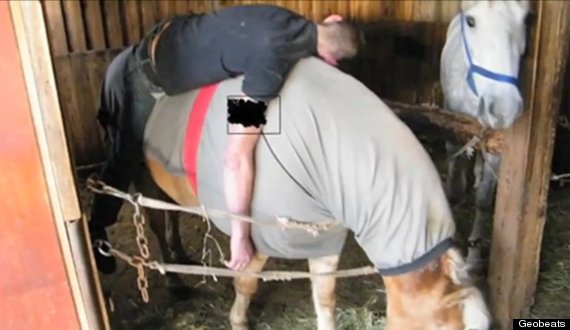 drunken man sleeps on horse