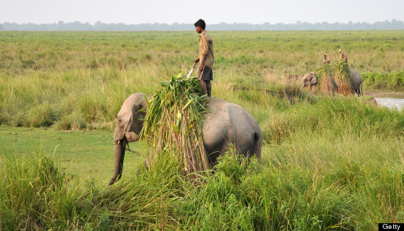 india elephant