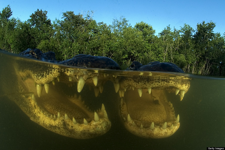 abernethy alligators