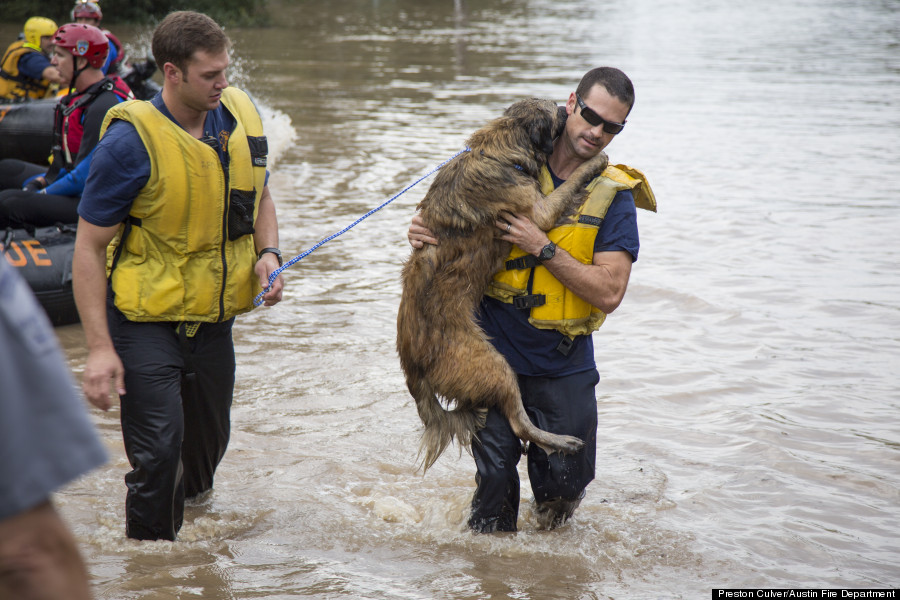 dog rescue