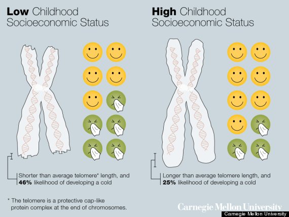 telomeres cold