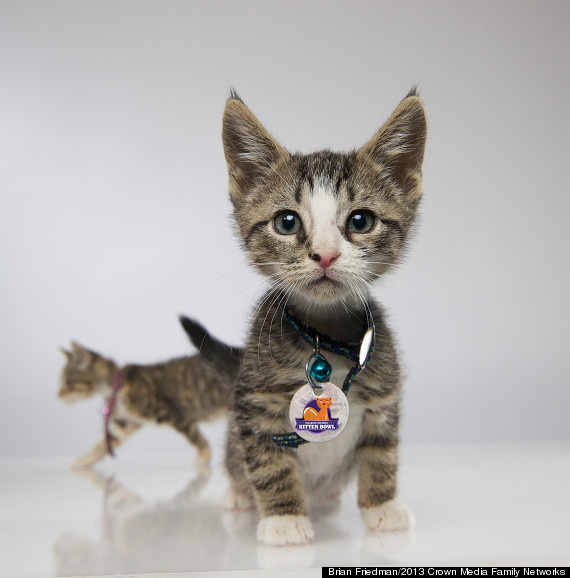 kitten bowl