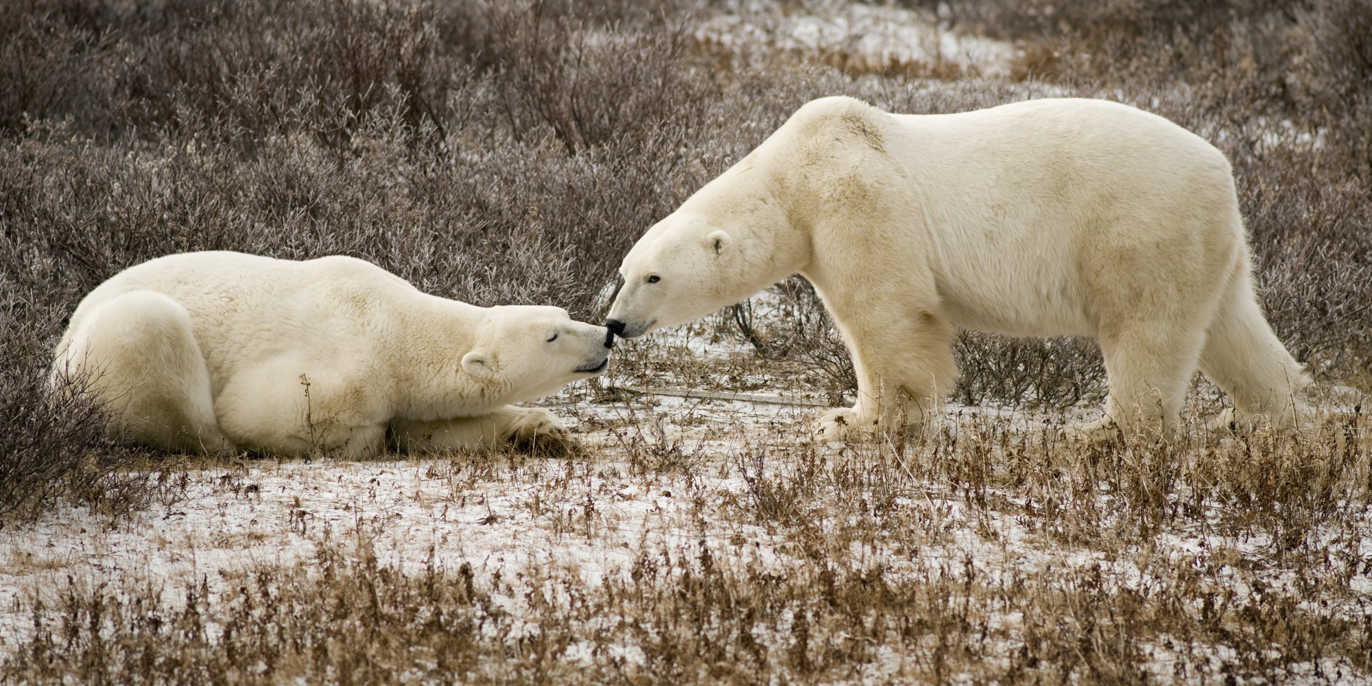 2 Polar Bears Shot And Killed After Attack In Northern Canada | HuffPost