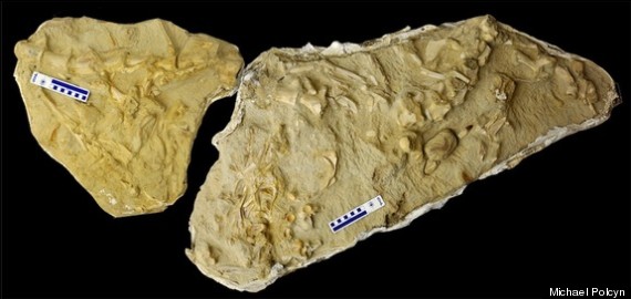 mosasaur fossil