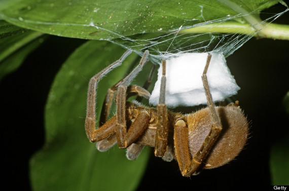 brazilian wandering spider