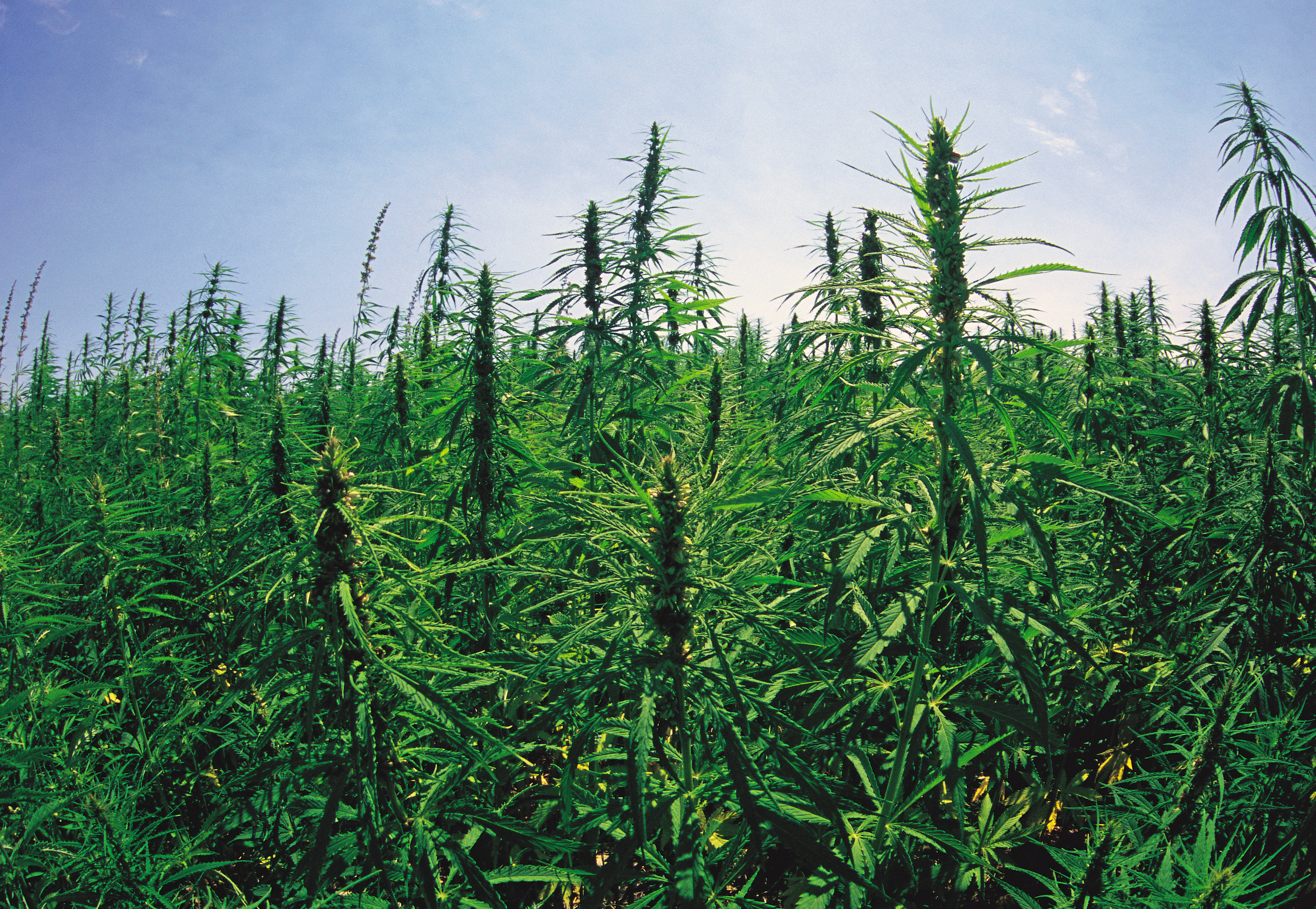 industrial hemp