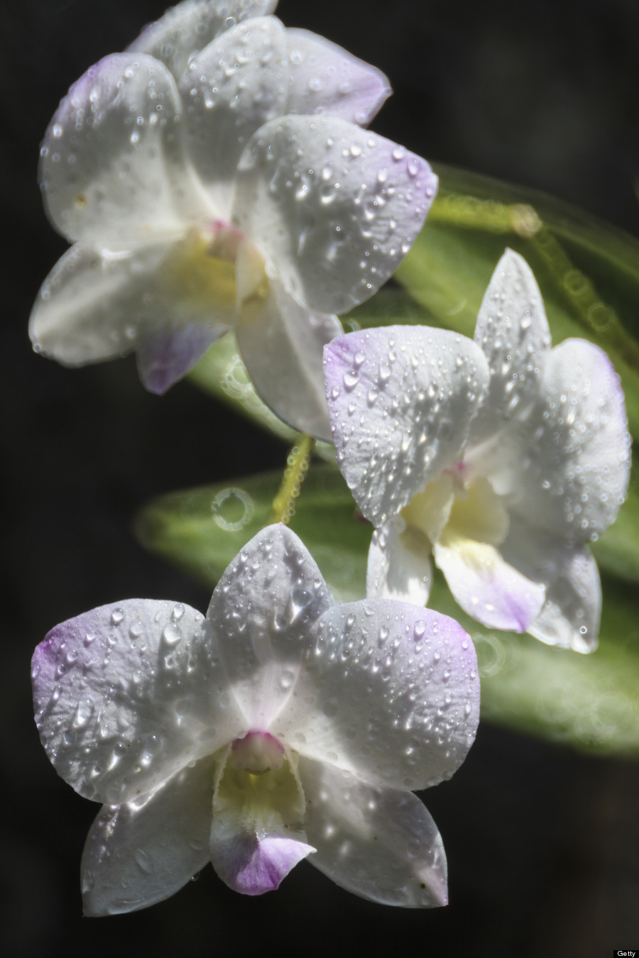 hawaii rain