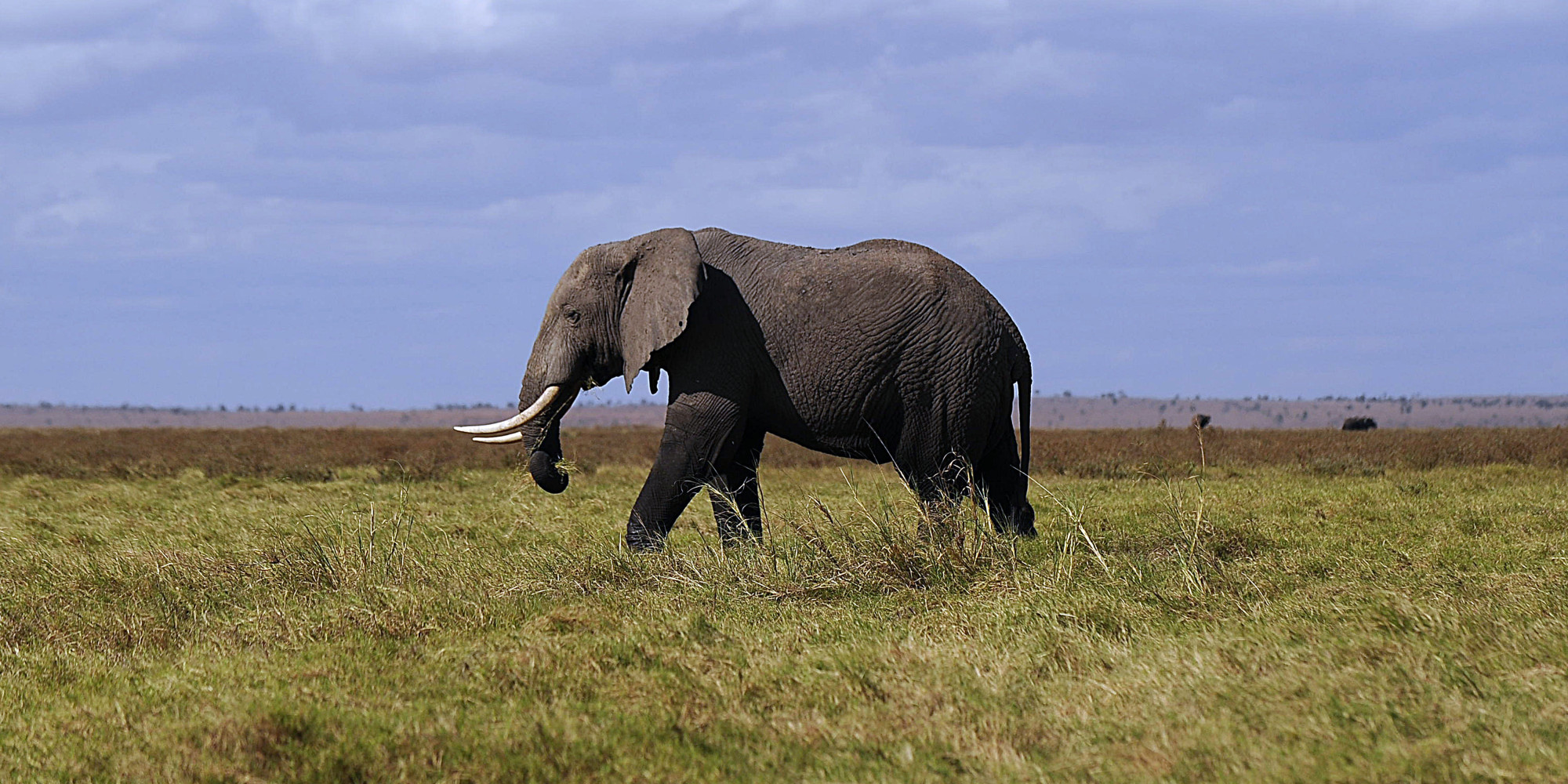 Tanzania Suspends Campaign Against Elephant Poaching To Investigate ...