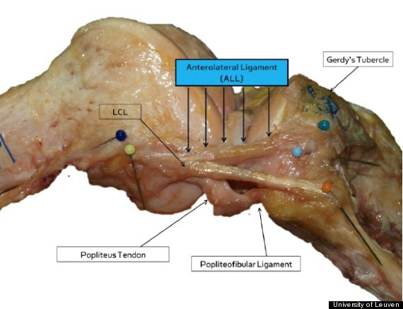 ligament