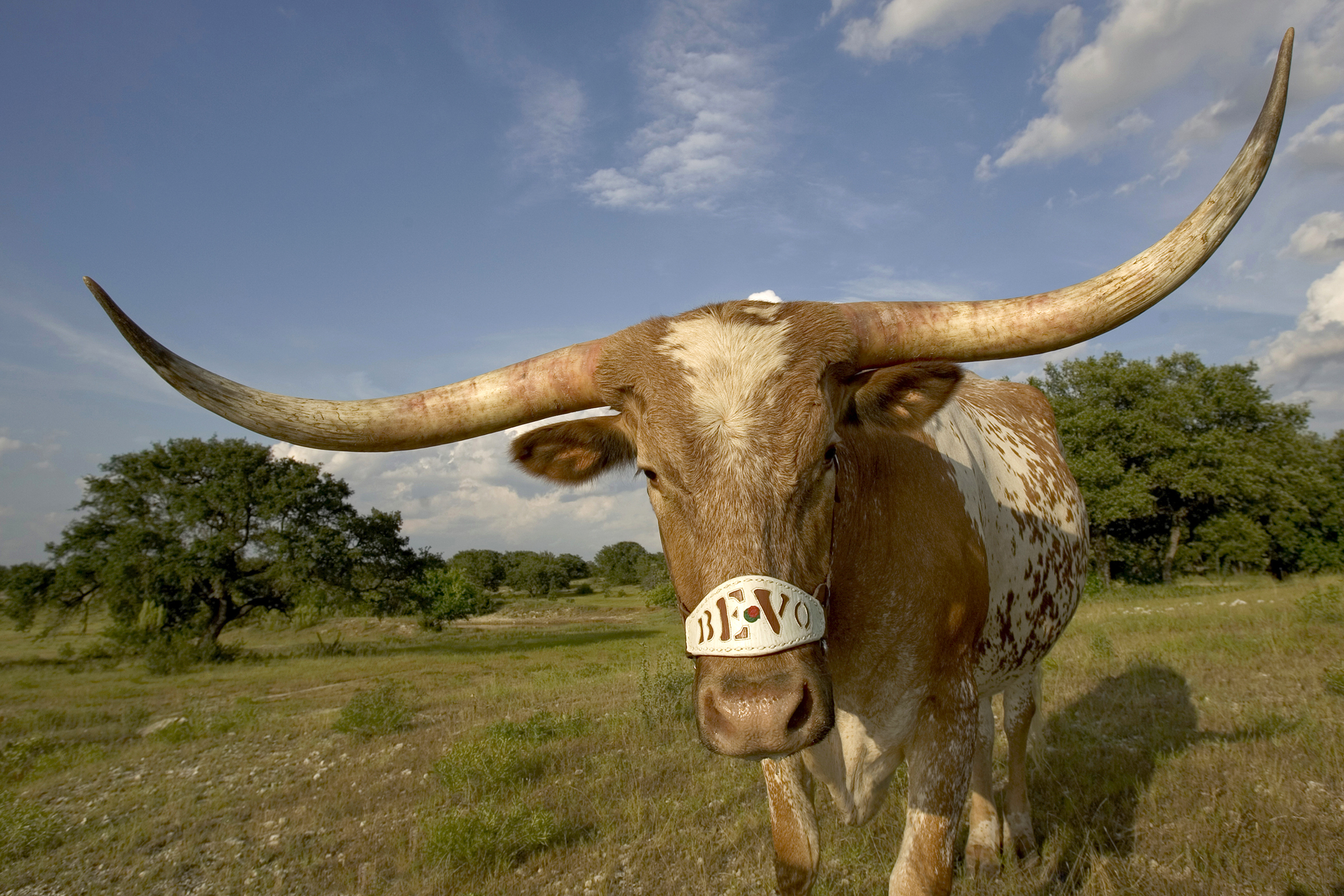 university of texas