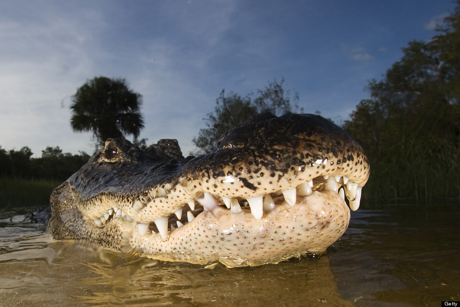 abernethy alligator