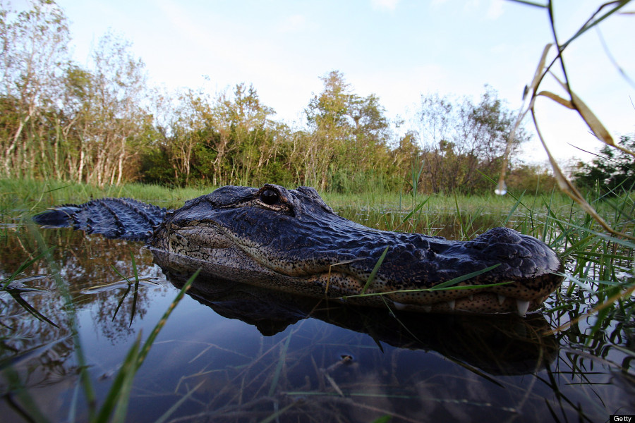 abernethy alligators