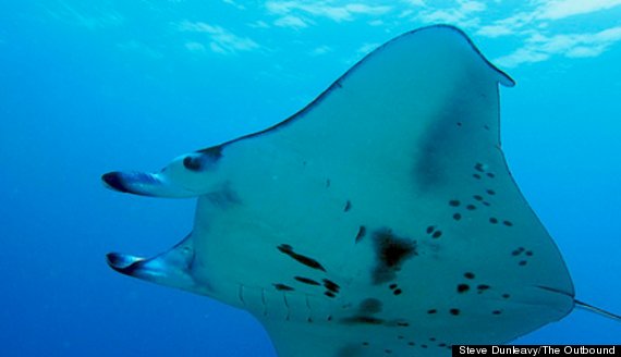 sting ray maui