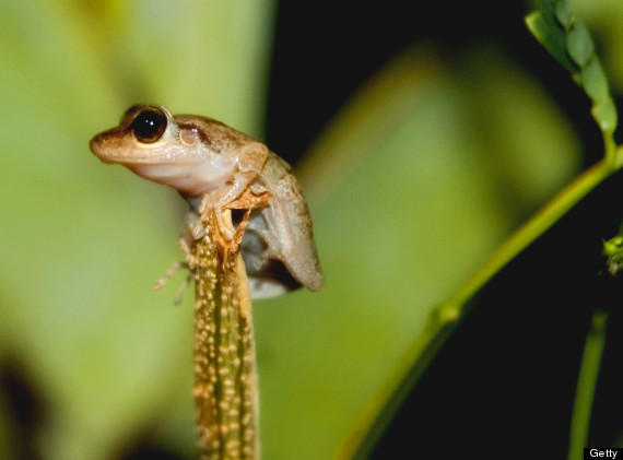 coqui