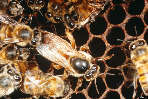 africanized honey bee