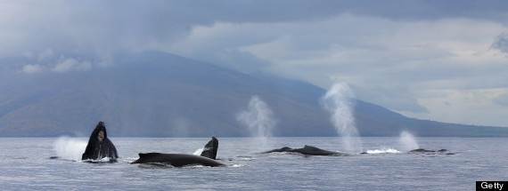 whale spouting out in ocean