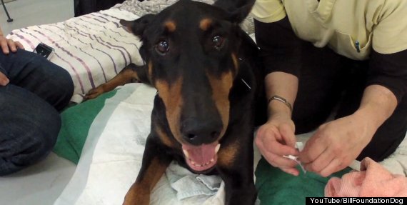 doberman rescue