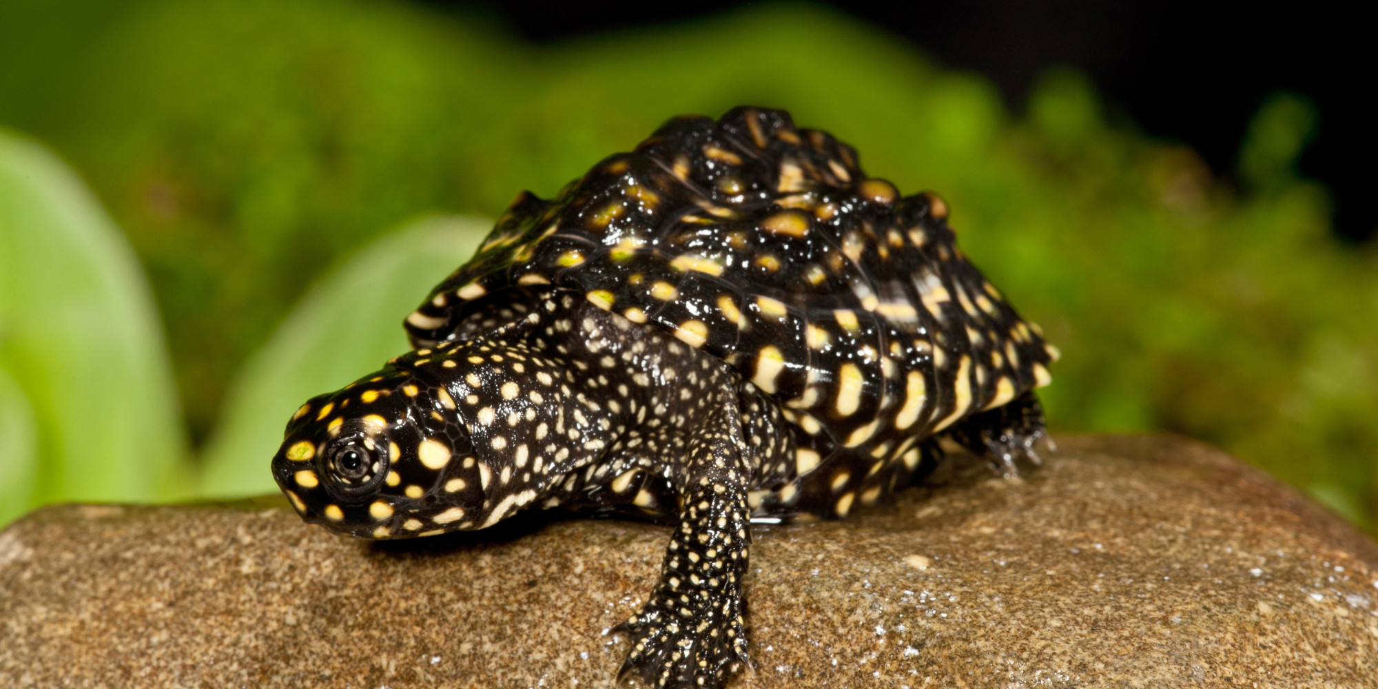 Nearly 500 Smuggled Turtles Confiscated At Thai Airport As Illegal Pet ...