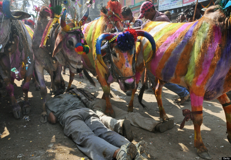 india cattle