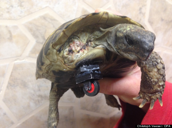 tortoise amputee