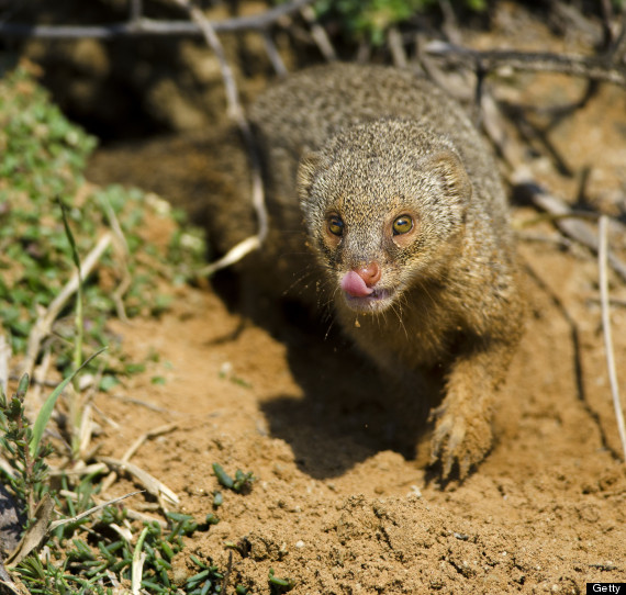 asian mongoose