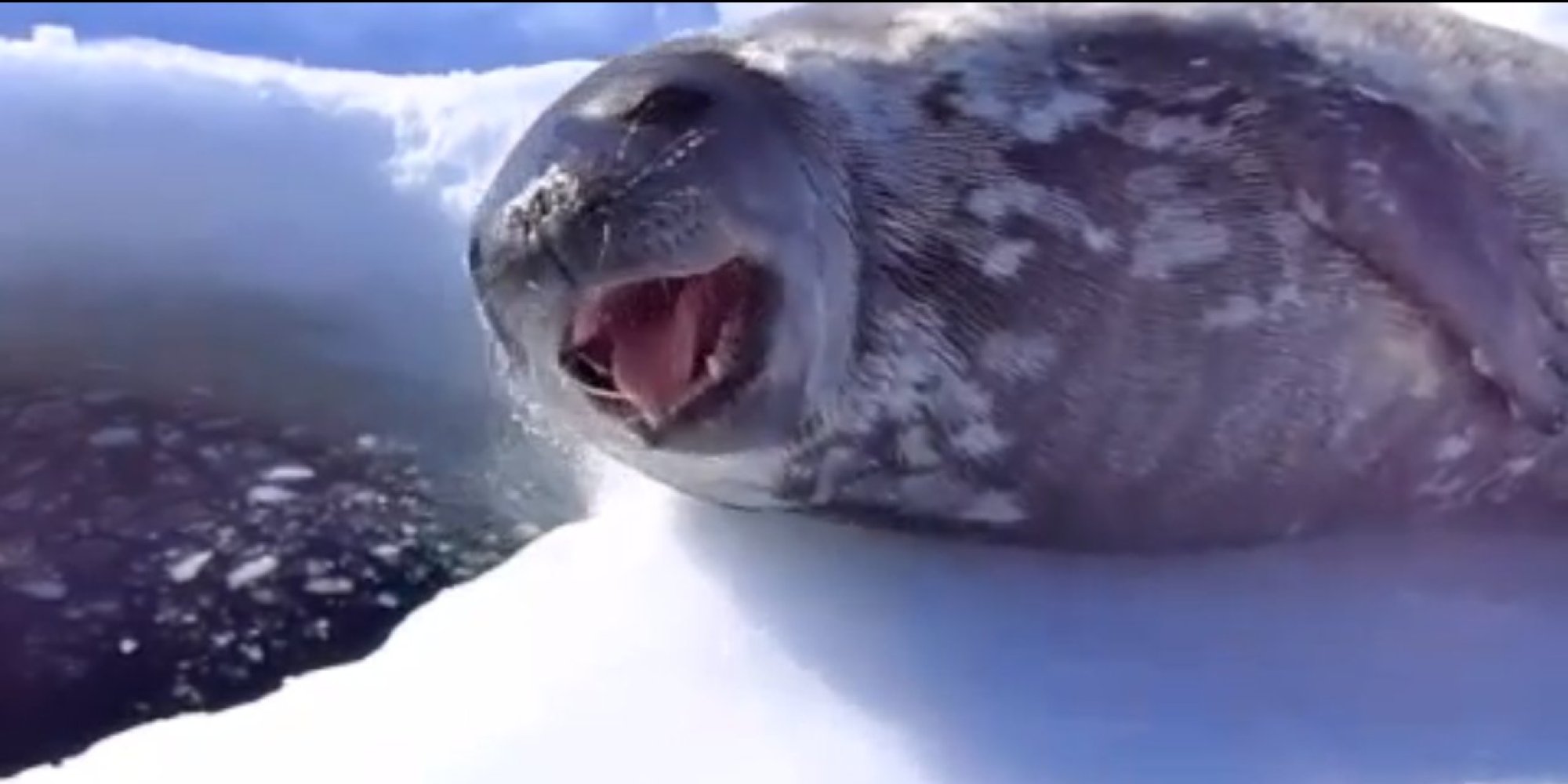 Crybaby Seal Fusses Over Going Into The Water, But We Understand | HuffPost