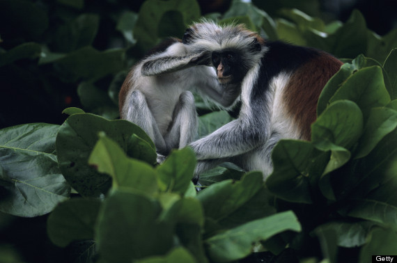 red colobus monkey