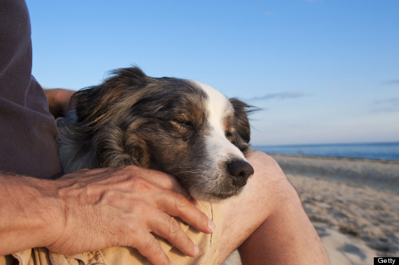 dog head lap