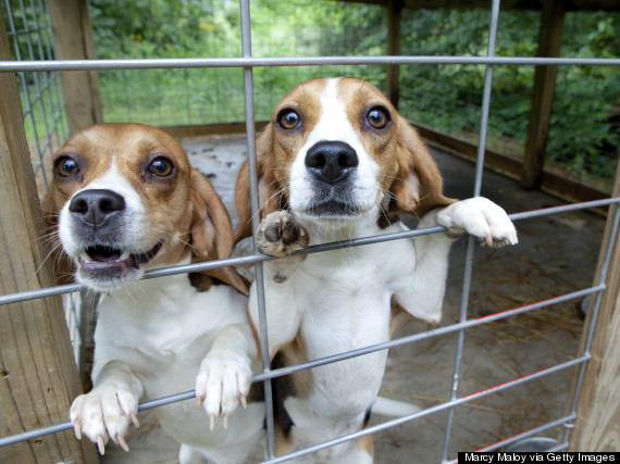 beagle cage