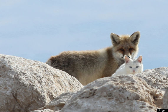 fox cat friendship