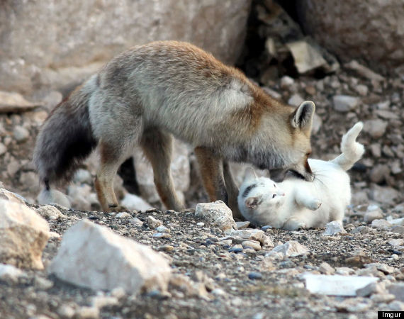 fox cat friendship