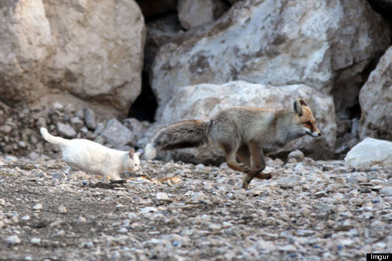 fox cat friendship
