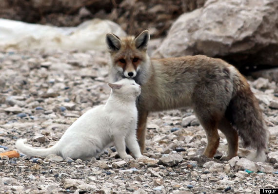 fox cat friendship