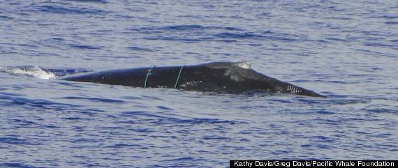 Maui Whale Watching Tour Finds Young Humpback Entangled In Fishing Line ...