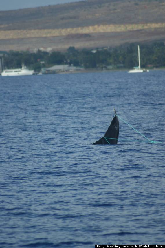 maui fishing line whale