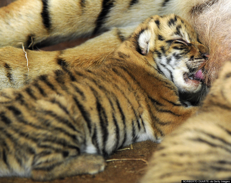 bengal tiger