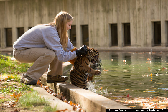 tiger swim test