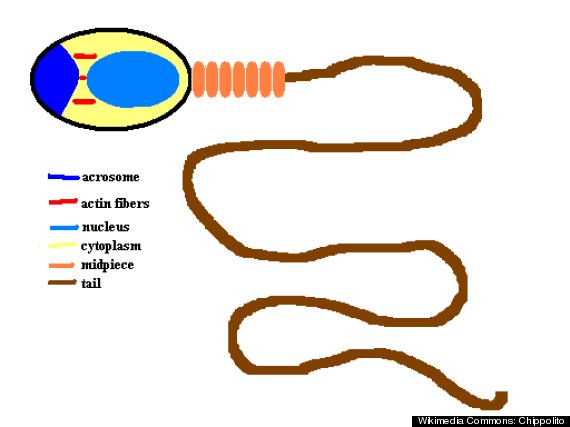 sperm cell