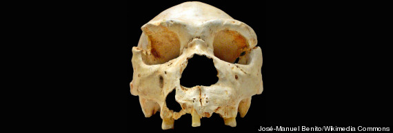 homo heidelbergensis