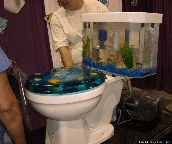 toilet fish tank