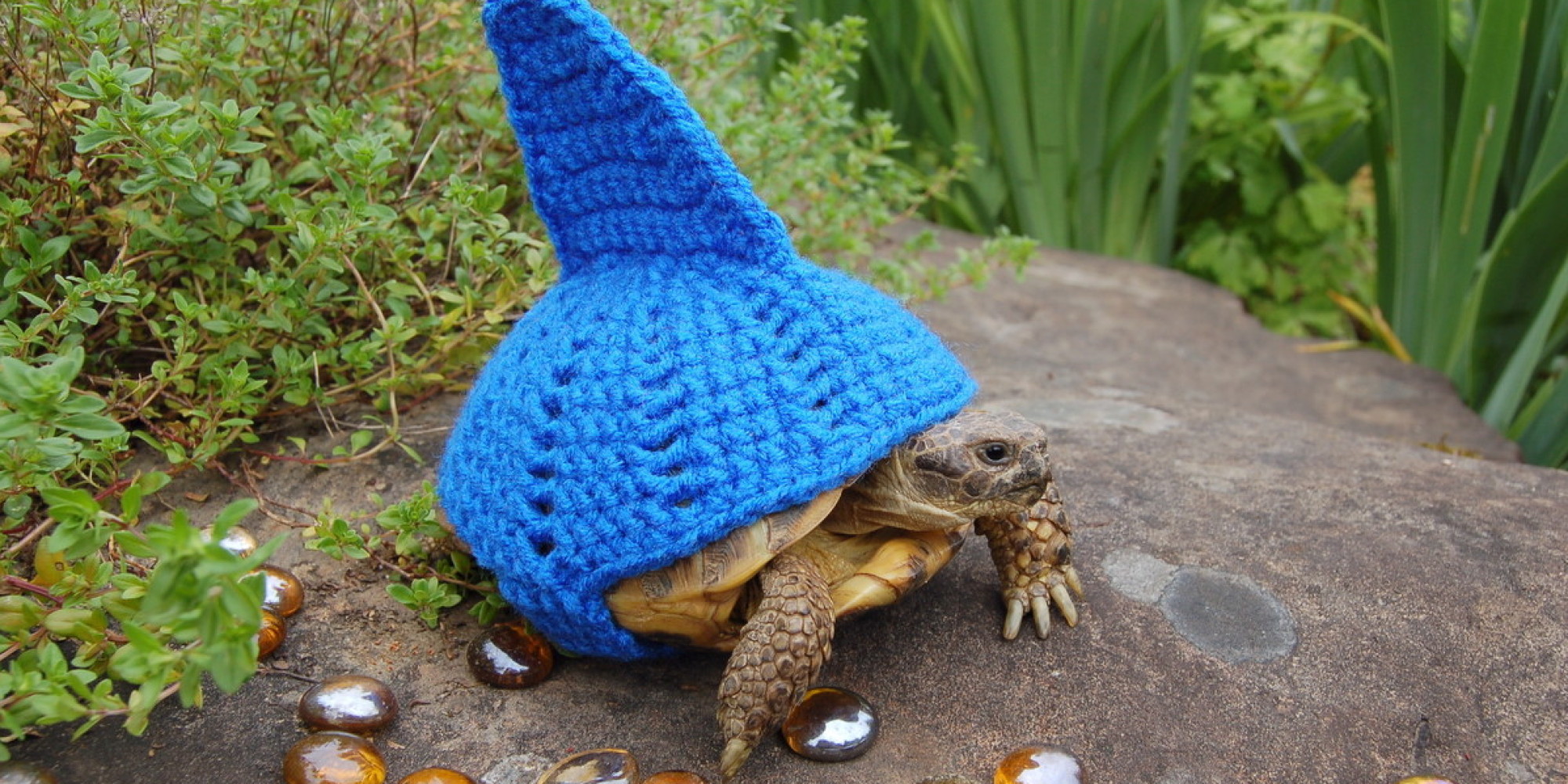 Tortoise 'Shell Suits' Are An Etsy Hit For Katie Bradley (PICTURES ...