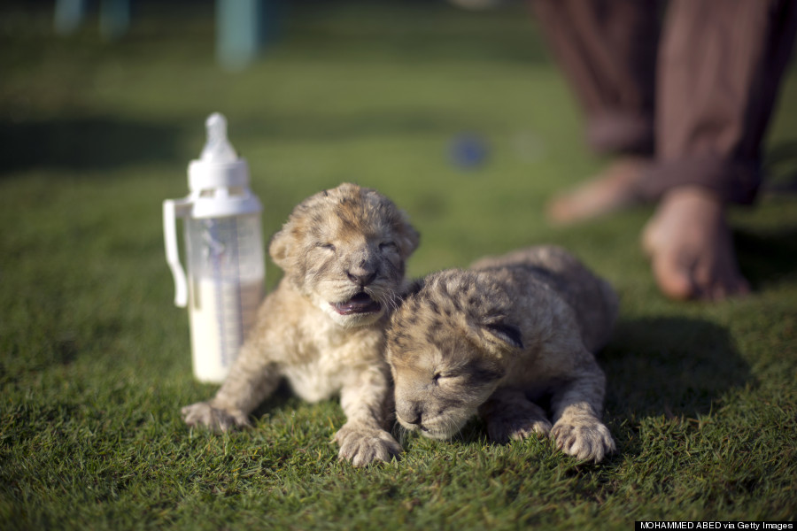 lions gaza