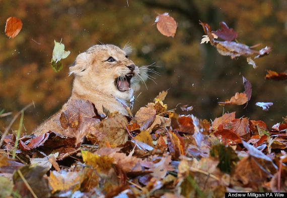 lion leaves