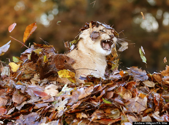 lion leaves