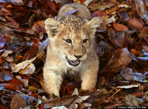 lion leaves