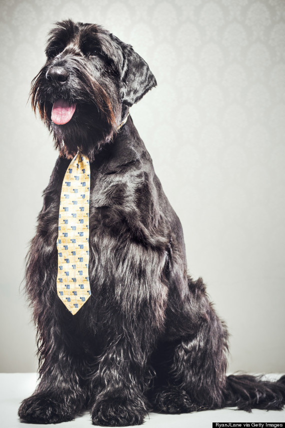 giant schnauzer with tie